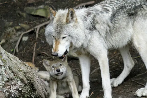 Człowiek człowiekowi wilkiem - natura czy ważne ostrzeżenie?